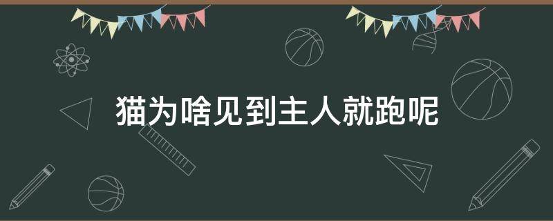 猫为啥见到主人就跑呢（猫为什么看到主人就跑）