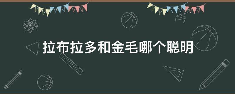 拉布拉多和金毛哪个聪明（拉布拉多和金毛哪个聪明好训练）