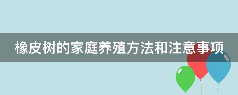 橡皮树的家庭养殖方法和注意事项（橡皮树怎么养家庭养法）