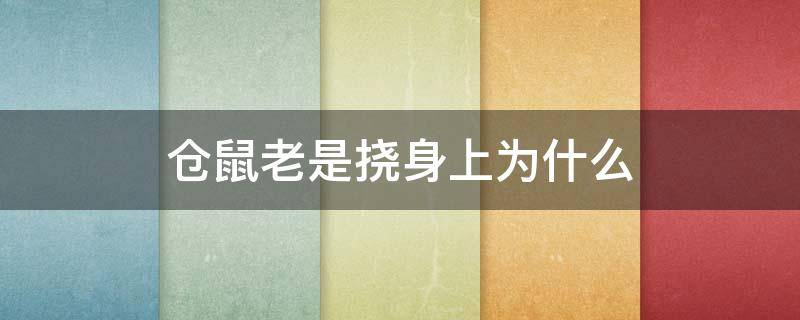 仓鼠老是挠身上为什么 仓鼠总是挠身上这是为什么