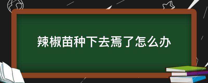 辣椒苗种下去焉了怎么办（辣椒苗没了叶子怎么救）