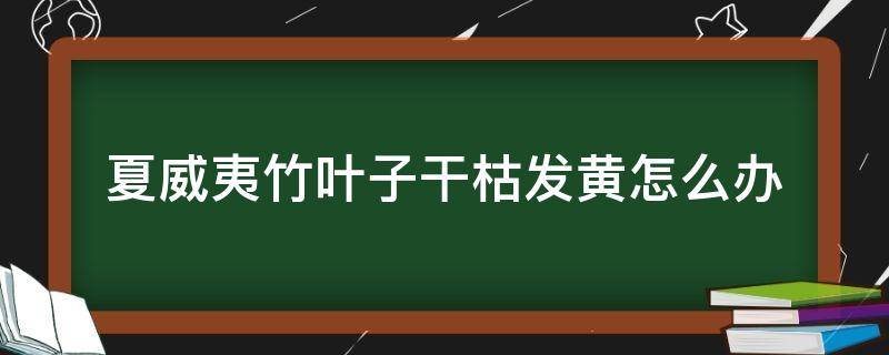 夏威夷竹叶子干枯发黄怎么办（为什么夏威夷竹子叶子会枯黄）