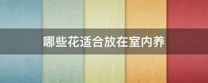 哪些花适合放在室内养 适合放在室内养的花有哪些