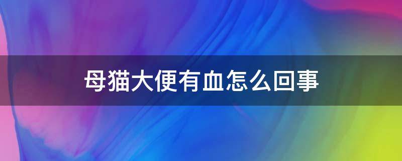 母猫大便有血怎么回事 母猫便中带血是怎么回事