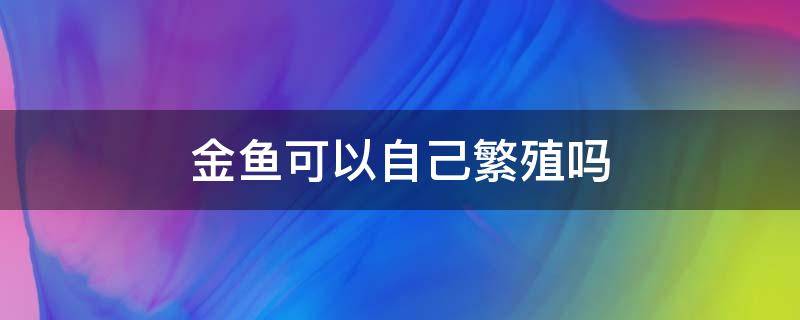 金鱼可以自己繁殖吗 鱼缸的金鱼可以自己繁殖吗