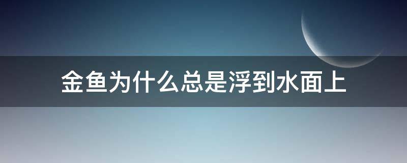 金鱼为什么总是浮到水面上 金鱼为什么总是浮到水面上呼吸