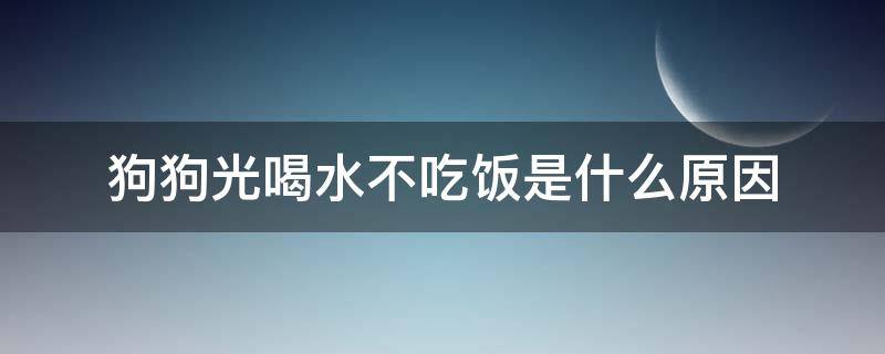 狗狗光喝水不吃饭是什么原因 狗狗不吃饭但是喝水