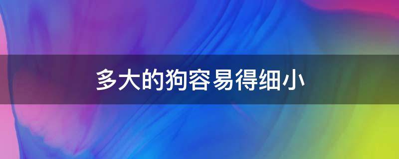 多大的狗容易得细小（多大的狗容易得细小病毒）