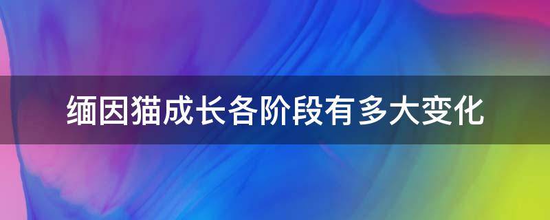 缅因猫成长各阶段有多大变化 缅因猫成熟期