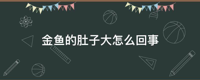 金鱼的肚子大怎么回事（金鱼的肚子很大）