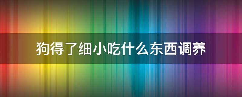 狗得了细小吃什么东西调养（狗狗细小吃东西吗）