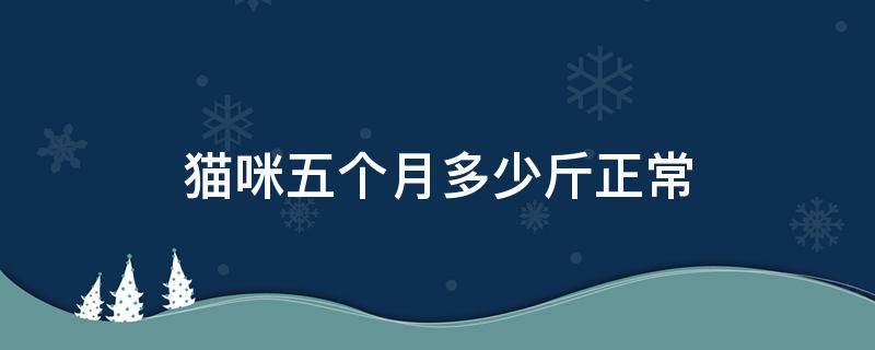 猫咪五个月多少斤正常（猫咪五个月应该多少斤）