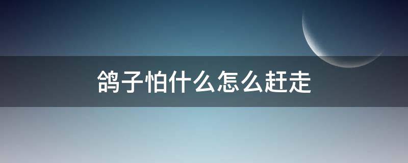 鸽子怕什么怎么赶走（鸽子怕什么怎样能驱散）