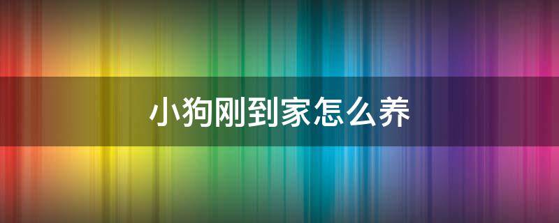 小狗刚到家怎么养 小狗在家怎么养