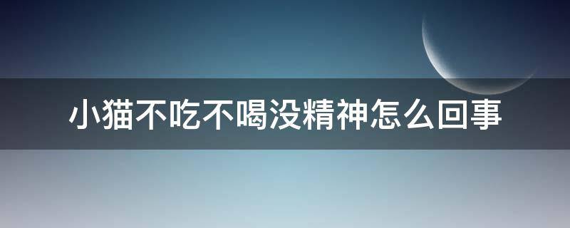 小猫不吃不喝没精神怎么回事（小猫不吃不喝没精神怎么回事爱弓腰）