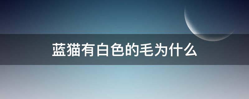 蓝猫有白色的毛为什么 蓝猫为啥毛有白色的