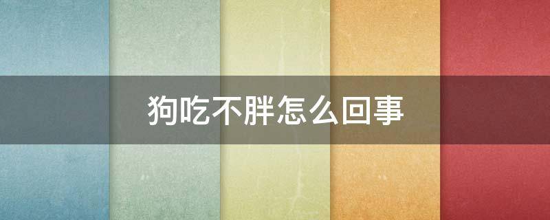 狗吃不胖怎么回事 狗狗咋吃不胖是怎么回事