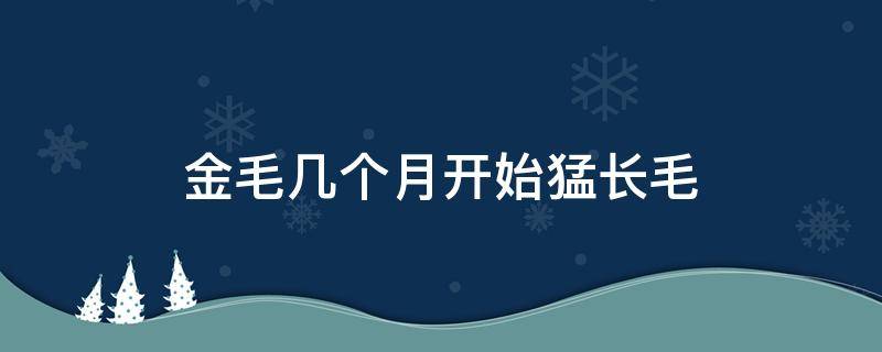 金毛几个月开始猛长毛（金毛几个月大毛开始变长）