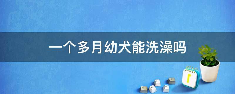 一个多月幼犬能洗澡吗（一个月的幼犬能洗澡吗）