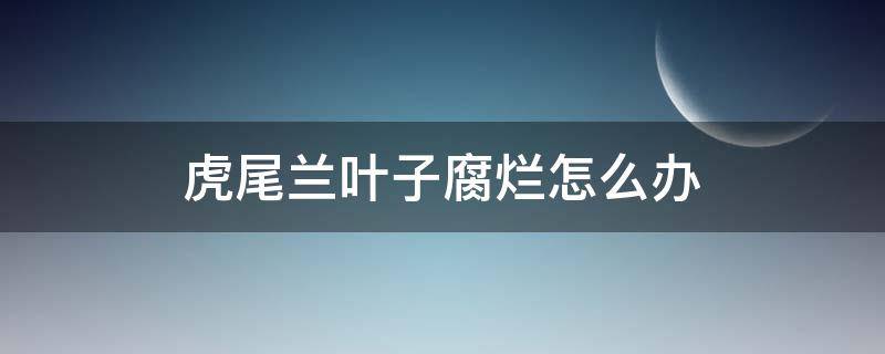 虎尾兰叶子腐烂怎么办 虎尾兰的叶子发黄腐烂