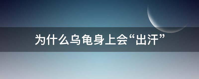 为什么乌龟身上会“出汗” 乌龟出汗是怎么回事