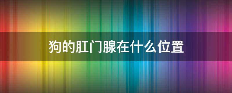 狗的肛门腺在什么位置 狗狗肛门腺是哪里