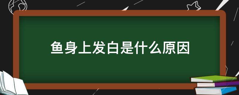 鱼身上发白是什么原因（鹦鹉鱼身上发白是什么原因）