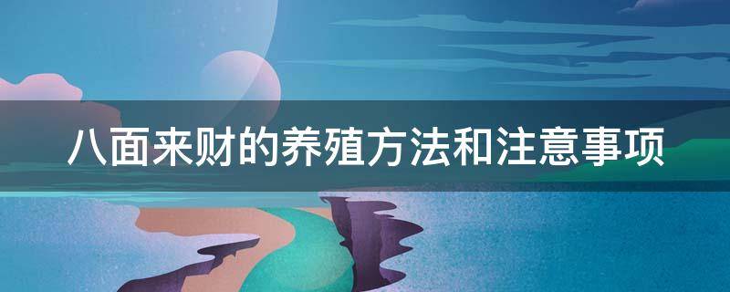 八面来财的养殖方法和注意事项 八面来财的功效