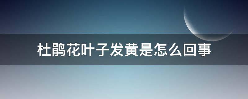 杜鹃花叶子发黄是怎么回事（杜鹃花叶子发黄是什么病）