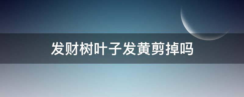 发财树叶子发黄剪掉吗（发财树叶黄了要不要剪掉）