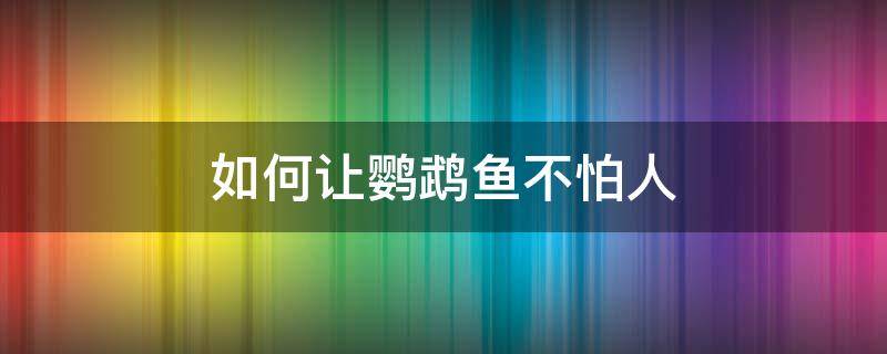 如何让鹦鹉鱼不怕人 鹦鹉鱼怎么怕人