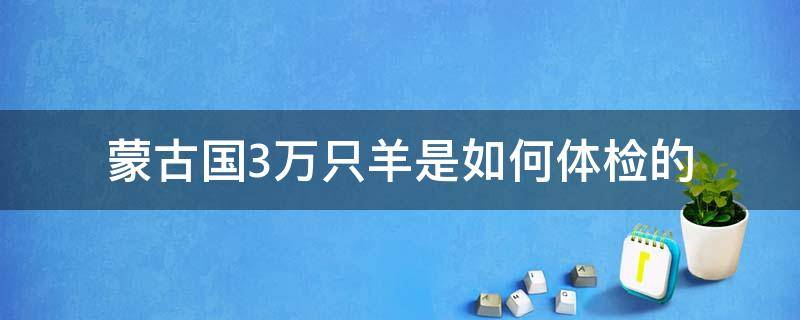 蒙古国3万只羊是如何体检的 蒙古国3万只羊咋体检