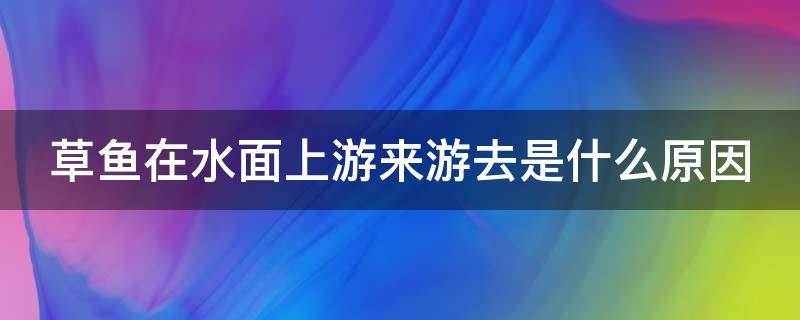 草鱼在水面上游来游去是什么原因 草鱼在水面上游来游去是什么原因造成的