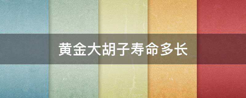 黄金大胡子寿命多长（黄金胡子一年长多少）