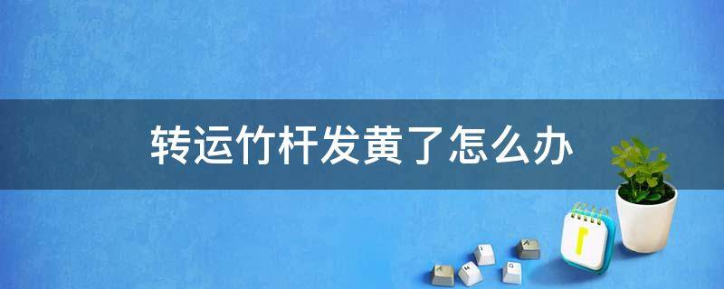 转运竹杆发黄了怎么办（转运竹杆发黄了怎么办个）