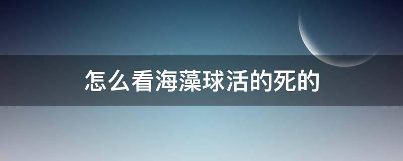 怎么看海藻球活的死的 海藻球是活的还是死的