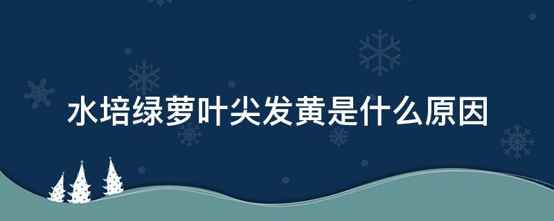 水培绿萝叶尖发黄是什么原因 水培绿萝叶子发黄是什么原因