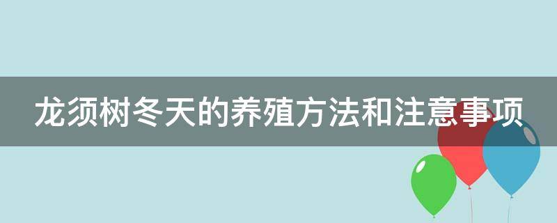 龙须树冬天的养殖方法和注意事项 龙须树冬天怎么养才能安全过冬?