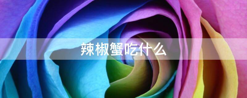 辣椒蟹吃什么（迷你辣椒蟹吃什么）