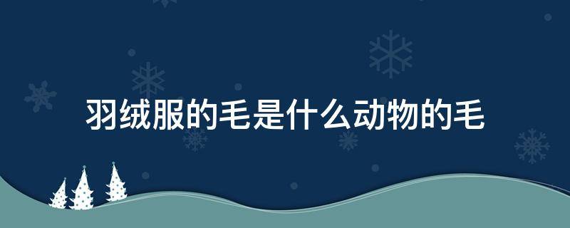 羽绒服的毛是什么动物的毛 羽绒是哪个动物的毛