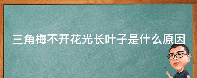 三角梅不开花光长叶子是什么原因 三角梅不开花光长叶子是什么原因造成的