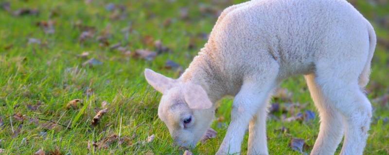三个月绵羊多重(两个月绵羊多重)