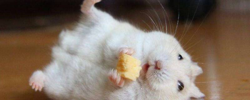 仓鼠在手上跑是讨厌吗（仓鼠上手就跑）