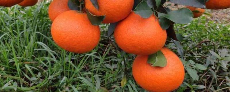爱媛橙什么时候最甜 爱媛橙几月份