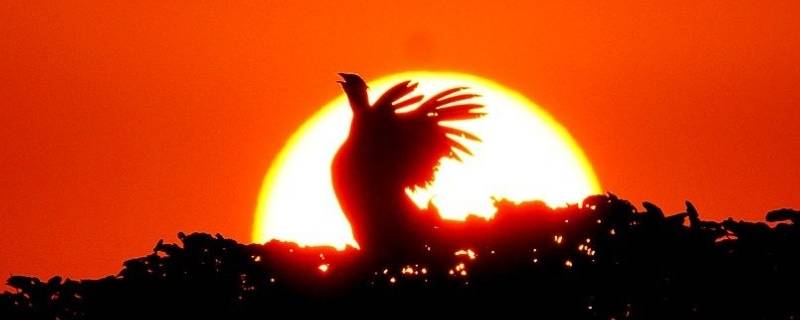 钟表打一生肖是什么动物 钟表的生肖