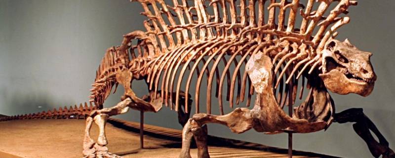 人类属于合弓纲吗(为什么叫合弓纲)