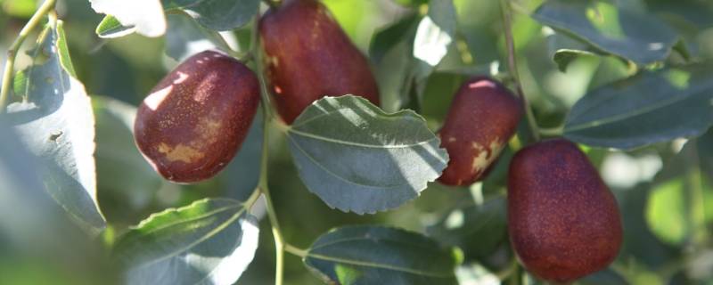 颜怡颜悦枣树是什么梗（颜怡颜悦一颗枣树另一颗枣树）