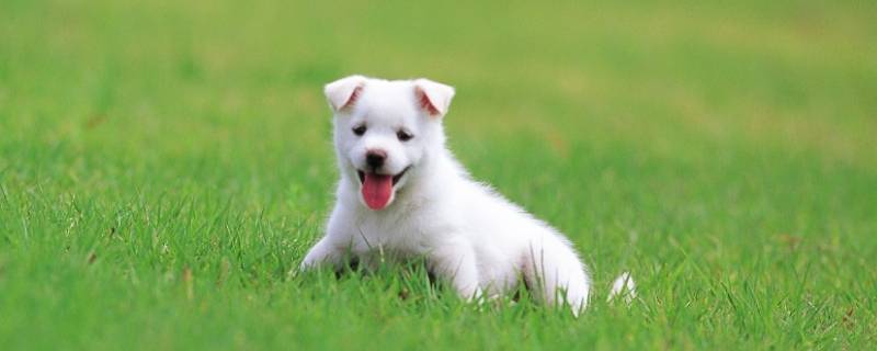 怎样画小狗（怎样画小狗简单又好看）