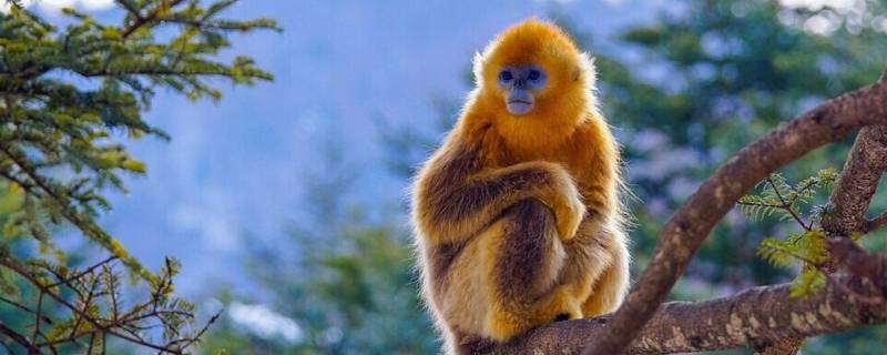 一举万里是什么动物（一举万里打一动物）