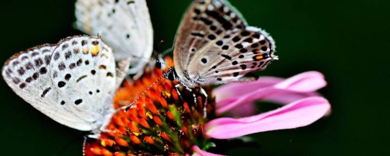 杀玄灰蝶幼虫用什么药（点玄灰蝶幼虫怎么治）